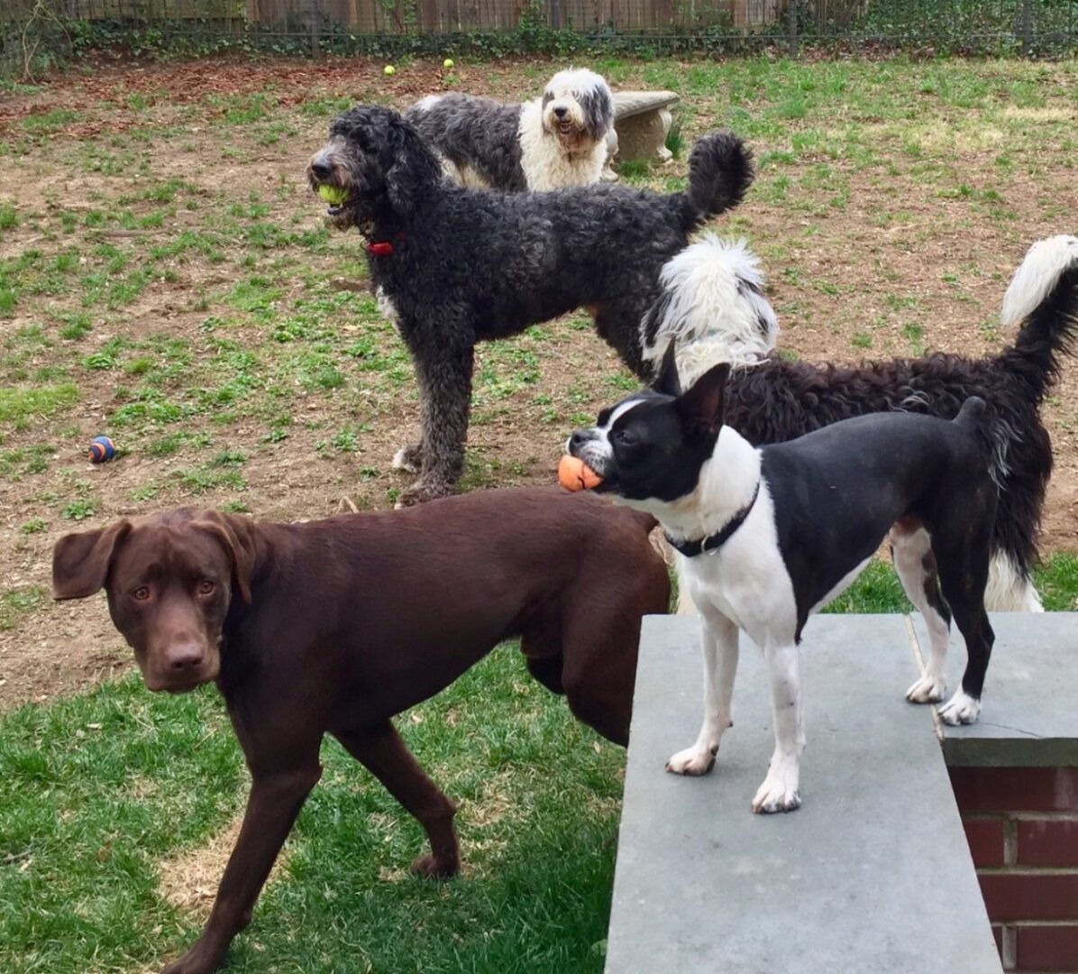 Dog-Waste-Stations-TOCC-092023_page-0001 (5)