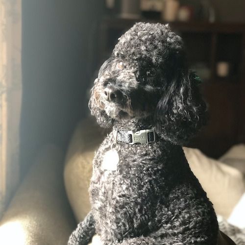 PepperHelmsWilliams5