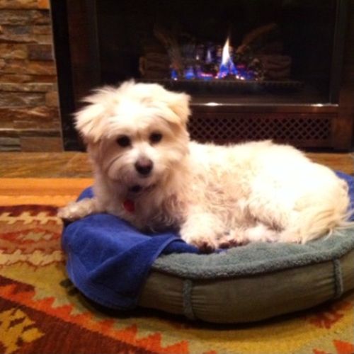 Sadie-Dack4