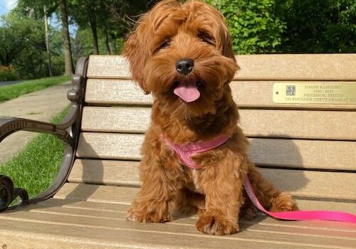 Maggie-Beale5