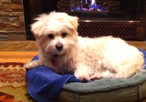 Sadie-Dack4