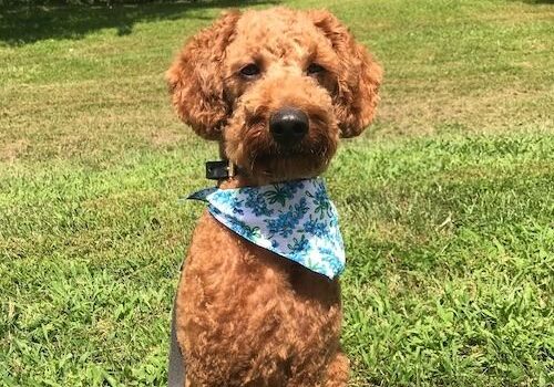 WinnieThePooch5